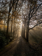 morning in the forest, Leiden, Netherlands
