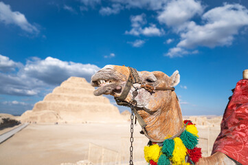 Camel smiling the camera next to the pyramid