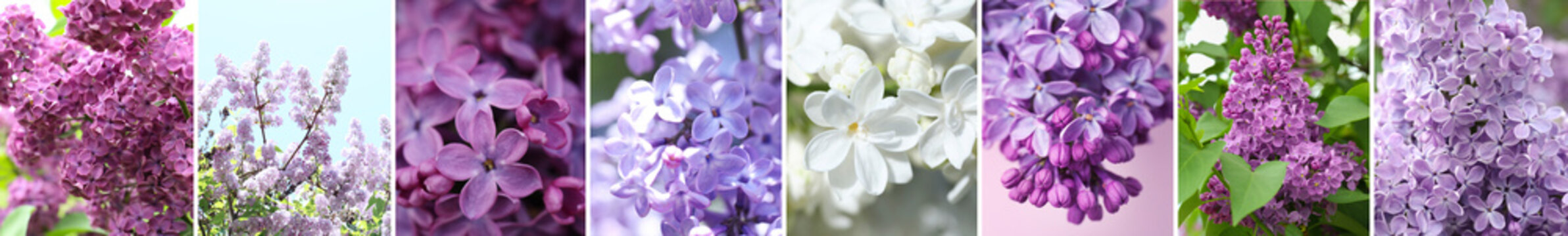 Collage with different photos of beautiful lilac flowers
