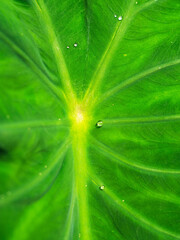 big green leaf with water drops