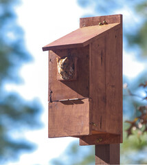 Wild eastern screech owl - Megascops asio - rufous or red phase morph looking peeking out of homemade nesting box