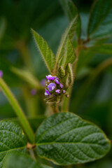 Soy flowers in sunny field. Green growing soybeans