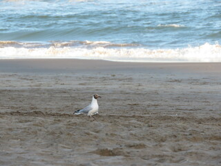 Chroicocephalus ridibundus Gaviota
