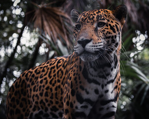 Jaguar dans la jungle du Belize 