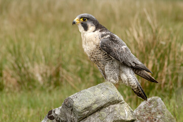 Close up of an alert, adult Peregrine Falcon, scientific name: Falco peregrinus, in natural moorland habitat in Cumbria, England.  Copy space. Horizontal.