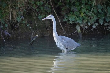 Gray heron stands in shallow water