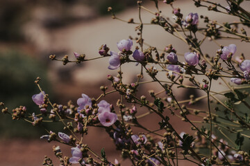 Malibu, California, Wildflowers