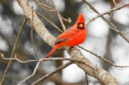 Male Northern cardinal on a branch on a cloudy day with blurred background. 