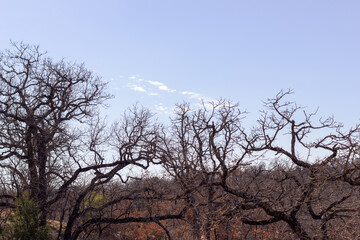 Autumn and no leaves on the trees, many trees intertwined blue sky
