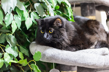 Black cat resting on the bed with green plants, honey eyes