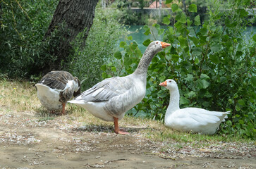 waterfowl. geese are resting near a pond, in the shade of trees in a city park