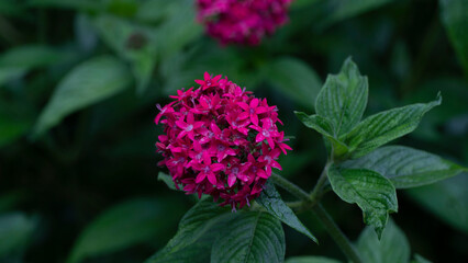 Pentas lanceolata, comúnmente conocida como estrella egipcia, es una especie de planta con flores (Angiosperma) perteneciente a la familia Rubiaceae, es nativa de gran parte de África así como de Yeme