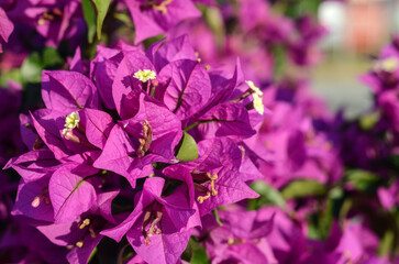 Fototapeta na wymiar Blooming bougainvillea. Purple bougainvillea flowers. Bougainvillea flowers as a background. Flower background