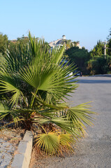a small palm tree has sprung up on the sidewalk. coping concept