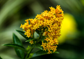 yellow flower in the garden