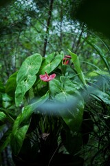 flower in the forest
