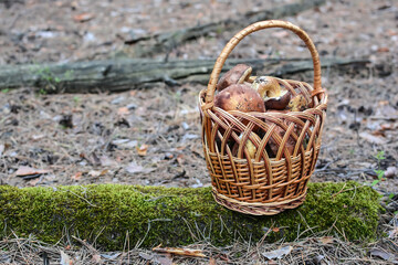 Fototapeta na wymiar in the forest, on a log covered with moss, there is a wicker basket with mushrooms. Mushroom harvest. Boletus.