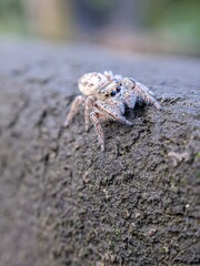 Extreme close-up of a bronze jumping spider