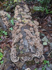 Log completely covered in turkey tail mushrooms