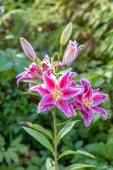 Scented pollen-free double lilies in garden with green background