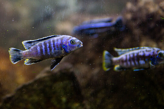 Pseudotropheus saulosi