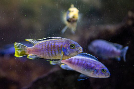 Pseudotropheus saulosi