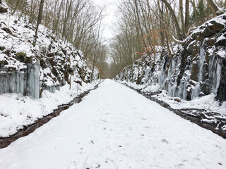 Naklejka premium winter in the forest