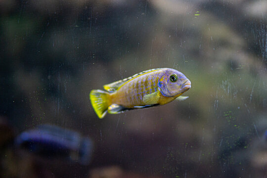 Pseudotropheus saulosi