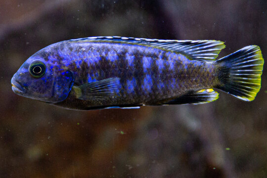 Pseudotropheus saulosi