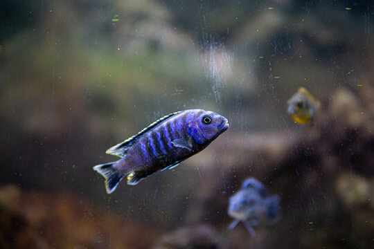 Pseudotropheus saulosi