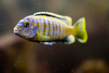 Pseudotropheus saulosi