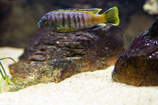 Pseudotropheus saulosi