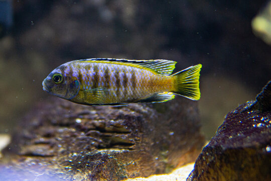 Pseudotropheus saulosi