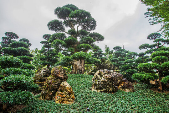 Superb View of the rocks  in Nan Lian Park with idyllic topiary podocarpus and pine trees and ophiopogon japonicus
