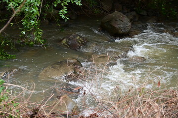 stream in the forest