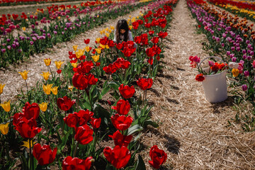 wide angle view on tulip field and little girl in the background picking the flowers