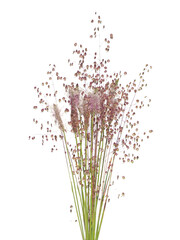 Hoary plantain flowers and Quaking grass spikes isolated on white