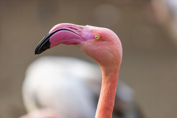 Fototapeta premium Phoenicopteridae - Flamingo portrait where the eye and long neck are visible. The photo has a nice bokeh with a blurred background.