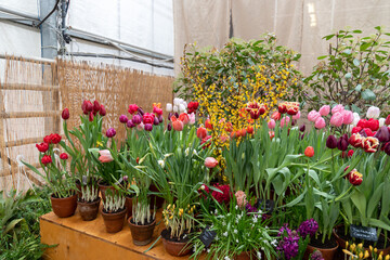 Spring flowers on exhibition in the Botanic Gardens of Moscow State University