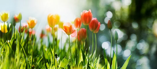 Foto op Canvas tulpen frühling sonne licht saison banner © bittedankeschön