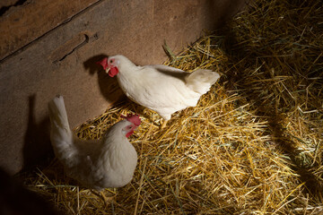 Two White Chickens in a Darkly Lit Coop
