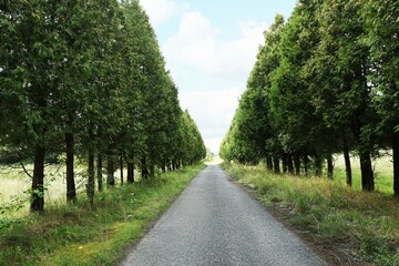 Fototapeta na wymiar Picturesque view of asphalted road near trees in countryside