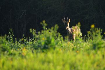 buck in the meadow