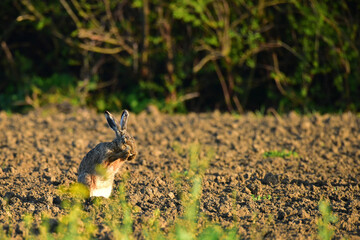 wild rabbit in the field