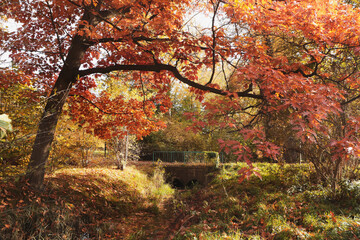 Picturesque view of park with beautiful trees. Autumn season