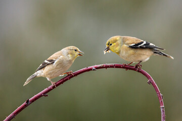 Arguing Over Lunch