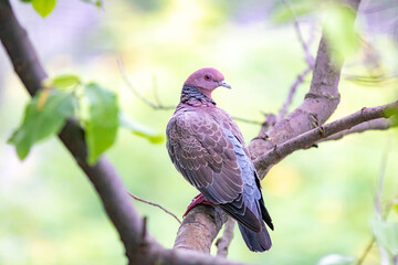 Brazilian wild pigeon known as "white wing" (Patagioenas picazuro) in selective focus