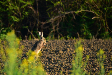 wild rabbit in the field