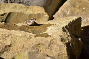 lizard on the rocks