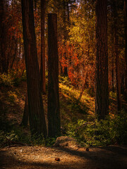Whiskeytown National Recreation Area Pine Forest Landscape with dried leaves and grasses during drought in Shasta County near Redding in northwestern California, recovering woodland after wildfire